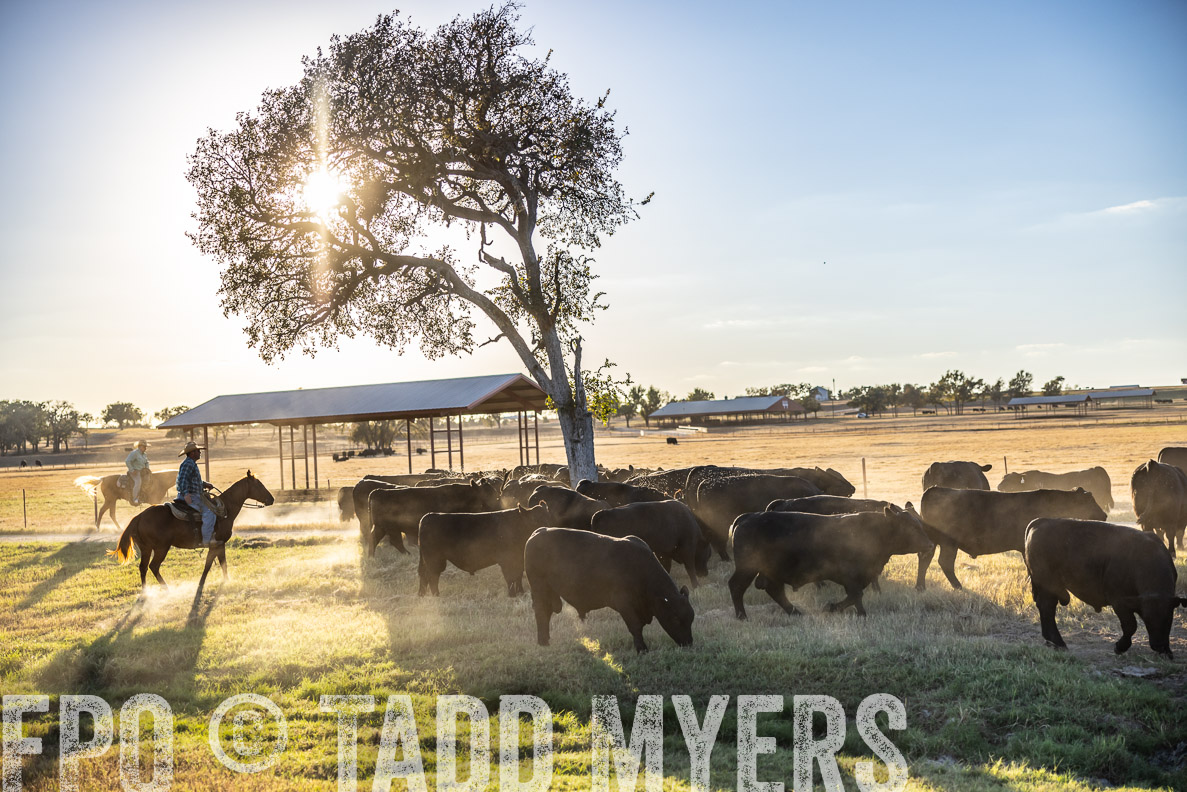 TMyers_FallBullSale_CameronTX_Oct_2024-510784