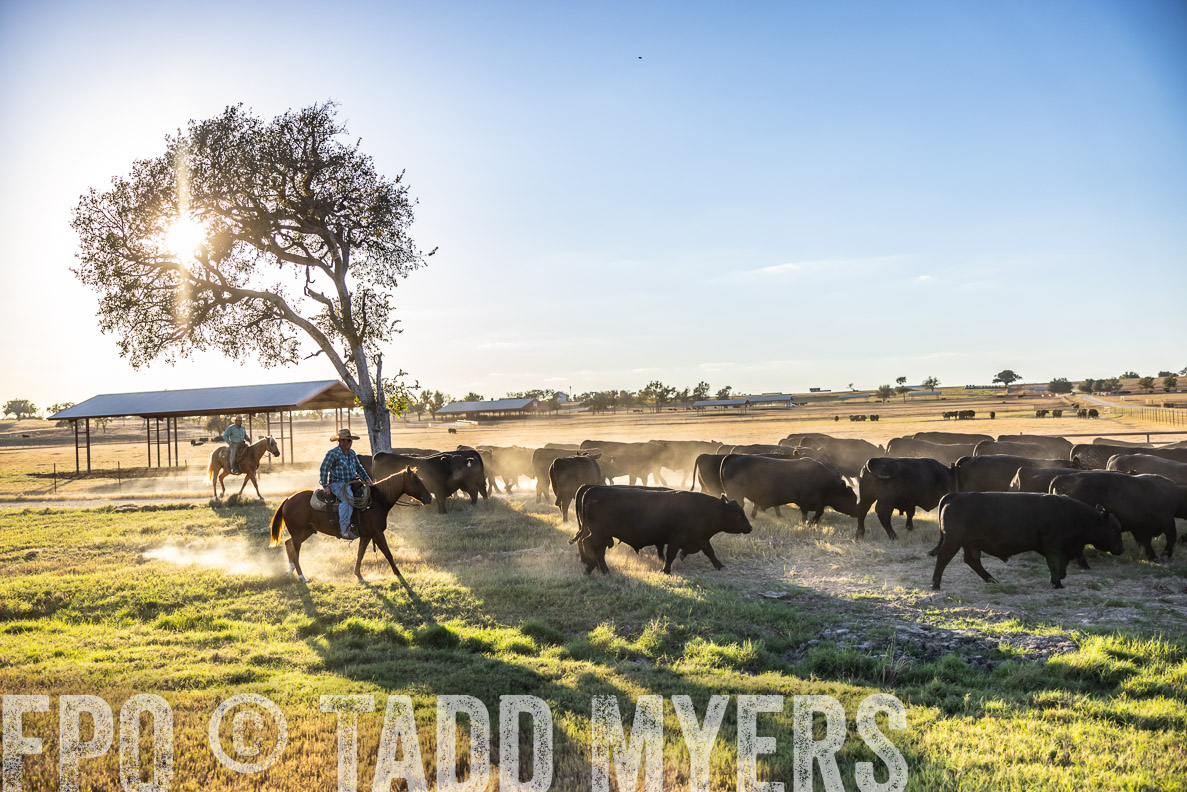 TMyers_FallBullSale_CameronTX_Oct_2024-510793