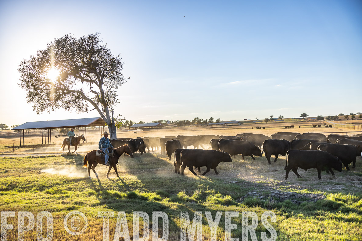 TMyers_FallBullSale_CameronTX_Oct_2024-510794