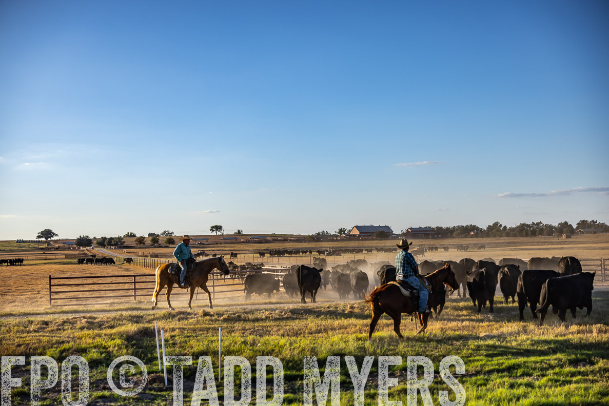 TMyers_FallBullSale_CameronTX_Oct_2024-510838