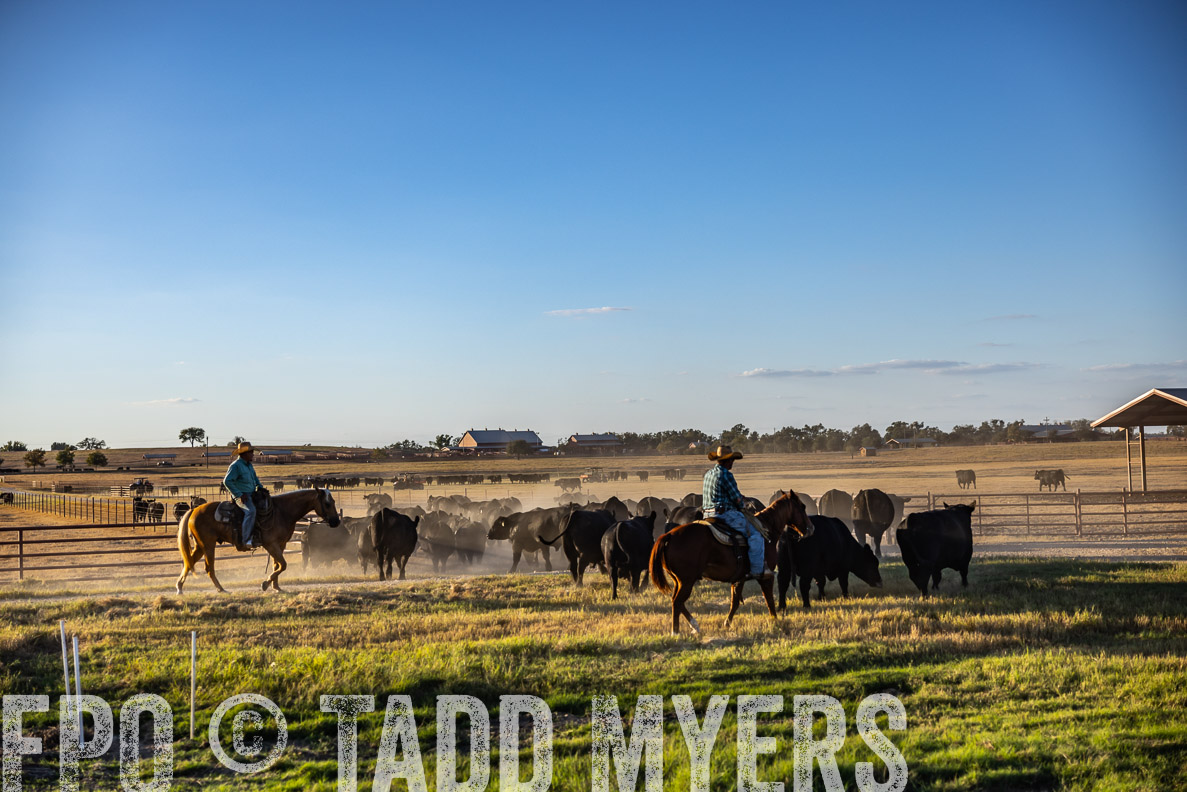 TMyers_FallBullSale_CameronTX_Oct_2024-510841