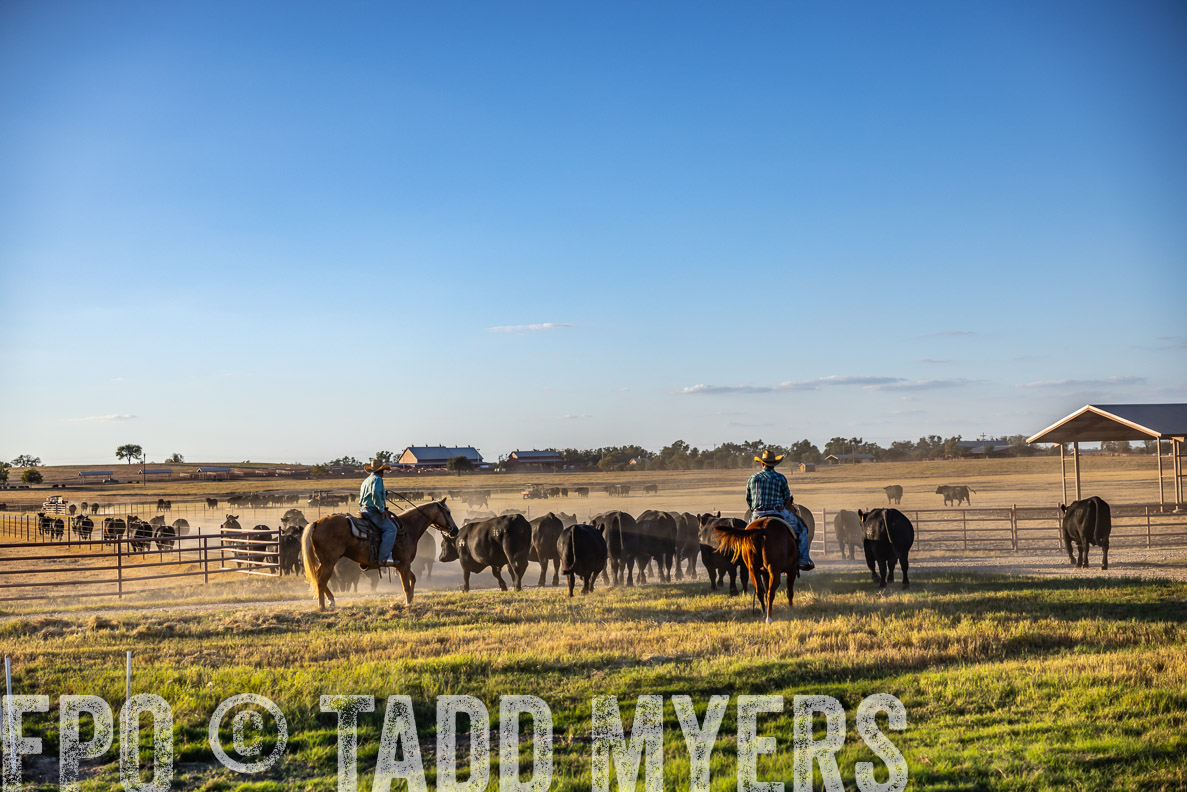 TMyers_FallBullSale_CameronTX_Oct_2024-510849