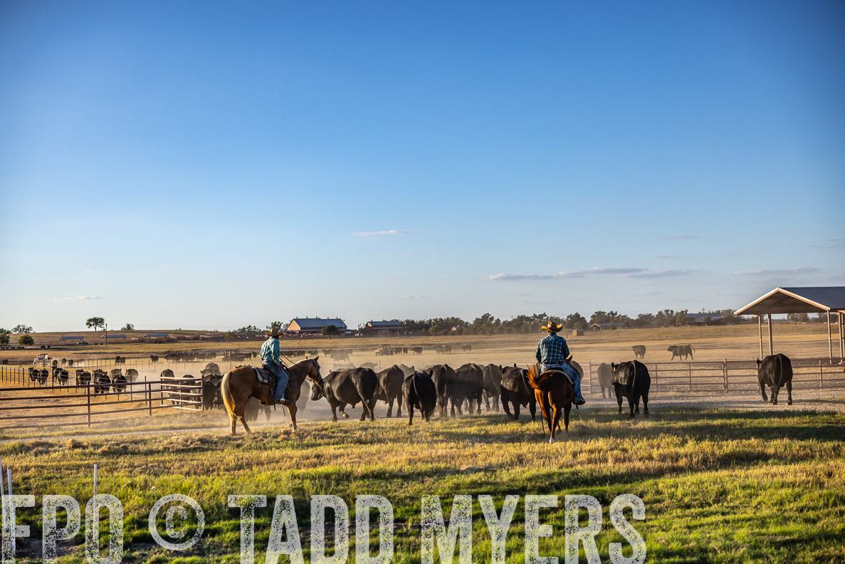 TMyers_FallBullSale_CameronTX_Oct_2024-510850