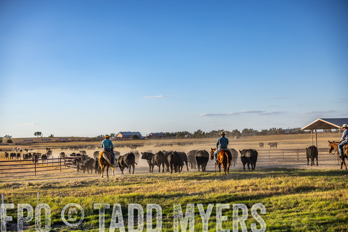 TMyers_FallBullSale_CameronTX_Oct_2024-510857