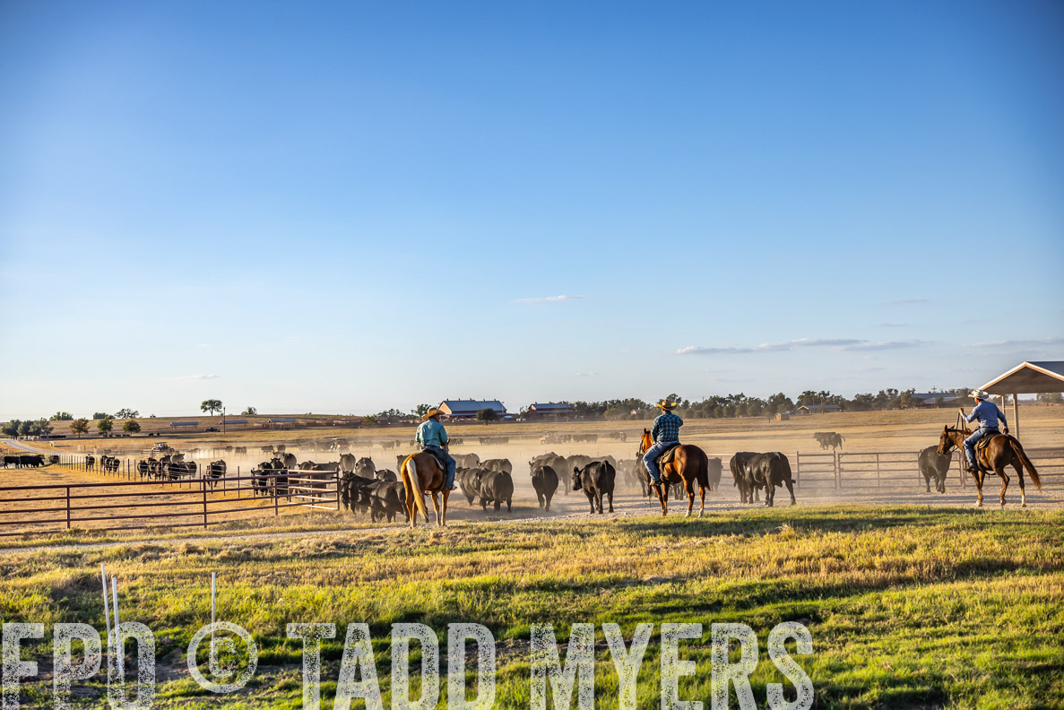 TMyers_FallBullSale_CameronTX_Oct_2024-510869