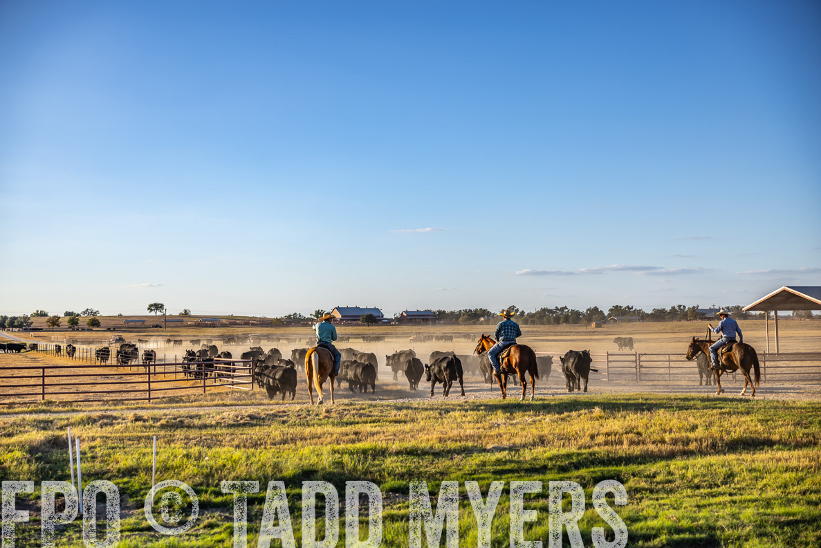 TMyers_FallBullSale_CameronTX_Oct_2024-510872