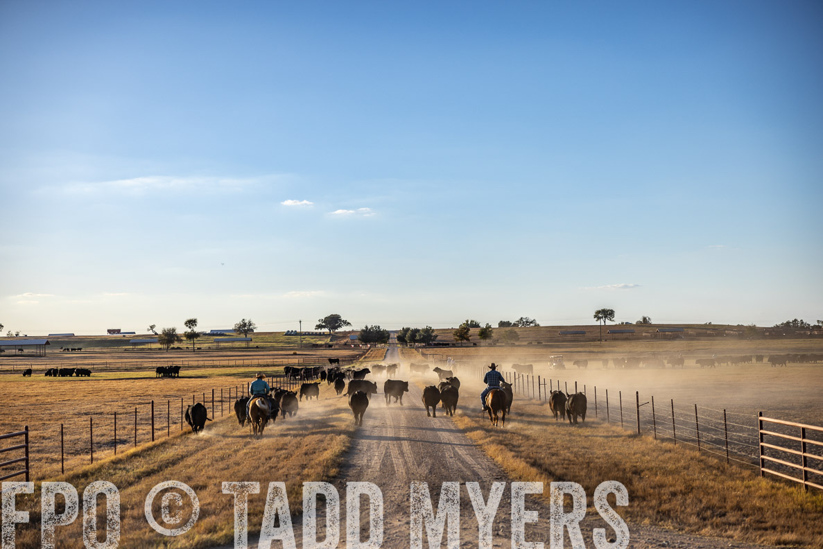 TMyers_FallBullSale_CameronTX_Oct_2024-510891