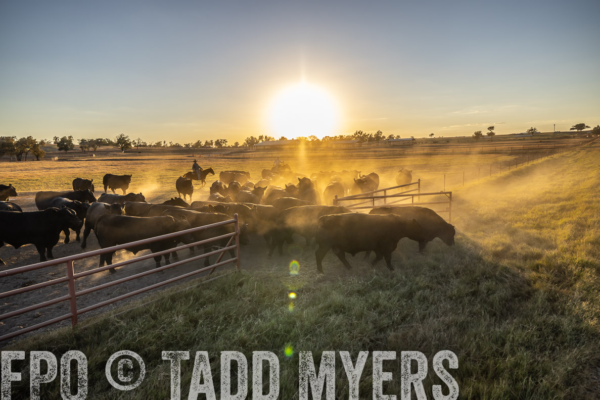 TMyers_FallBullSale_CameronTX_Oct_2024-510902