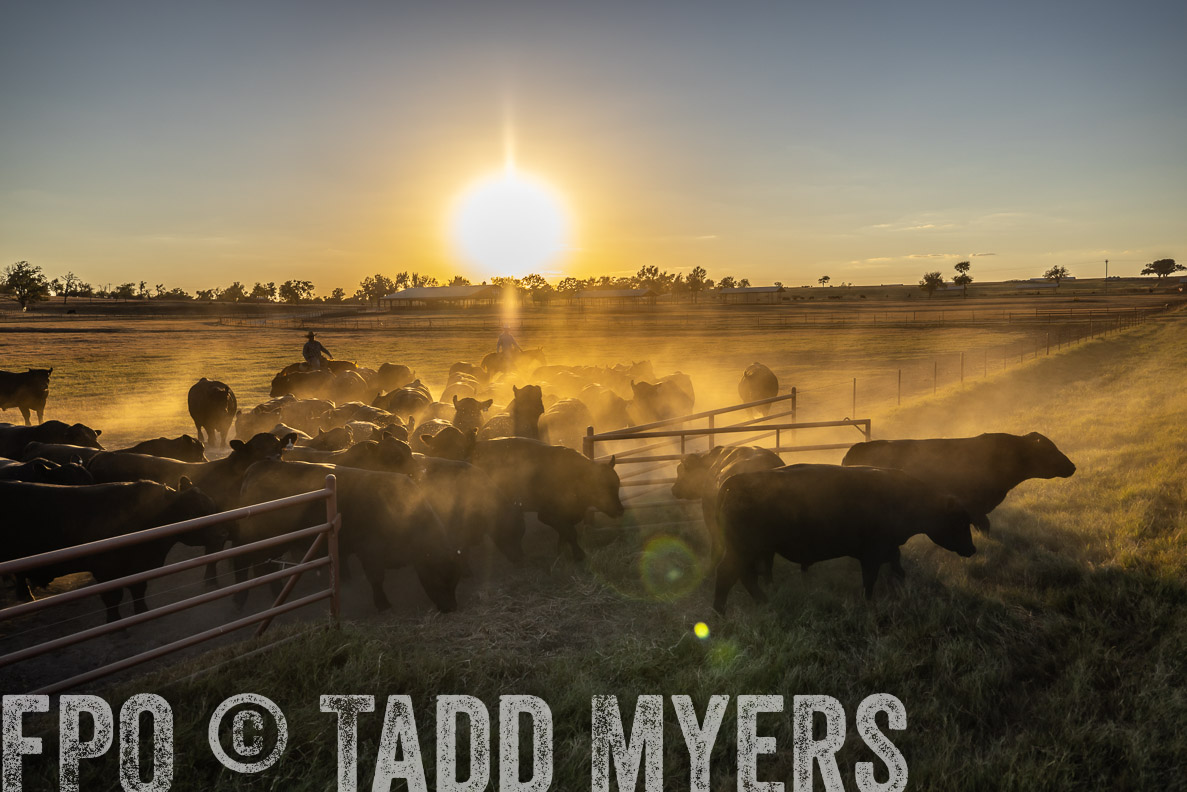 TMyers_FallBullSale_CameronTX_Oct_2024-510905