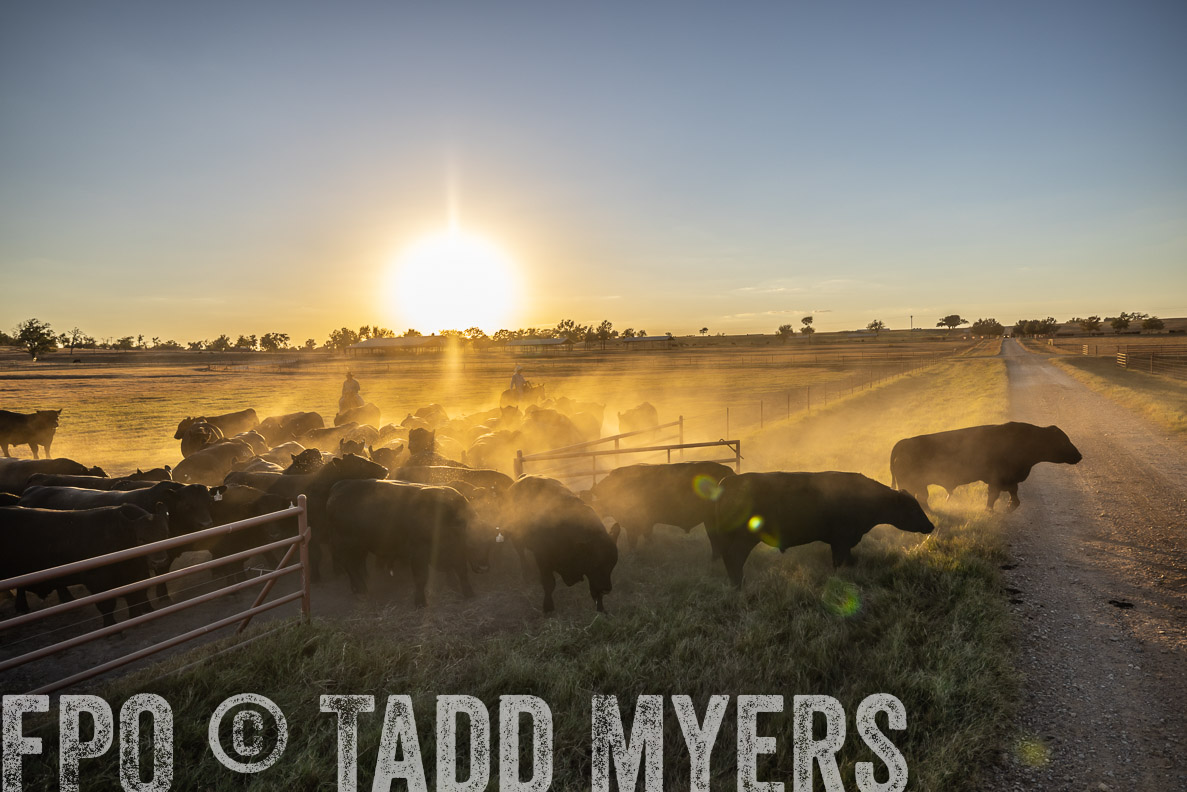 TMyers_FallBullSale_CameronTX_Oct_2024-510908