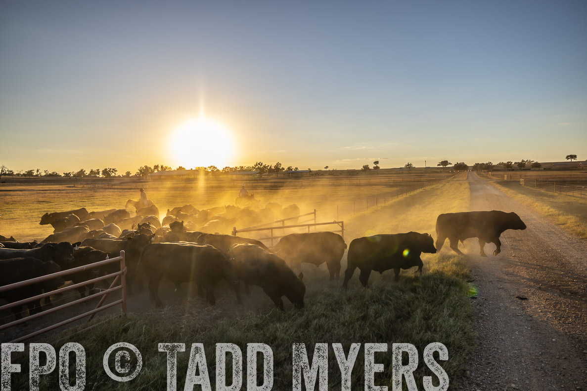 TMyers_FallBullSale_CameronTX_Oct_2024-510911
