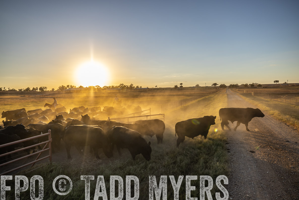 TMyers_FallBullSale_CameronTX_Oct_2024-510913