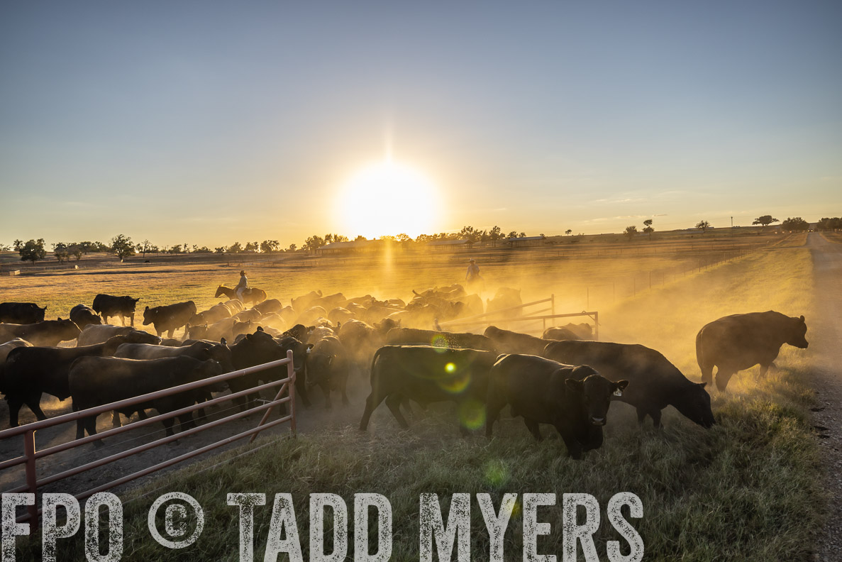 TMyers_FallBullSale_CameronTX_Oct_2024-510918