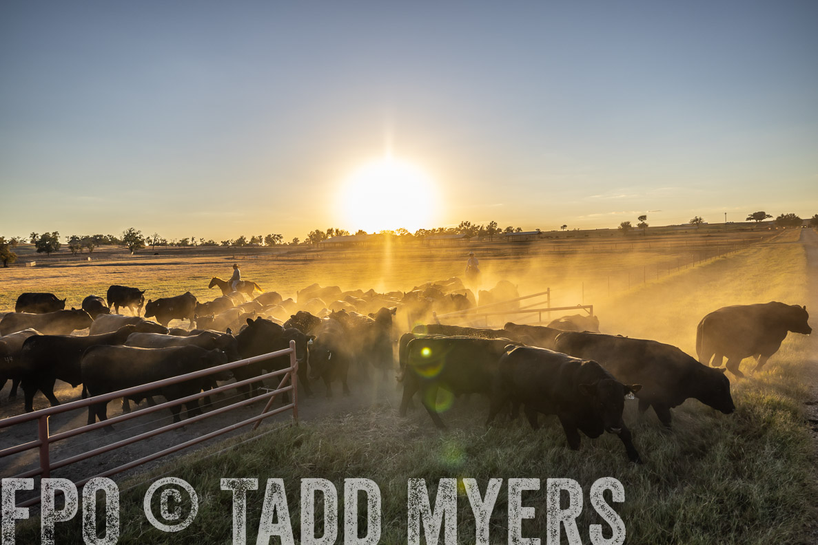 TMyers_FallBullSale_CameronTX_Oct_2024-510920