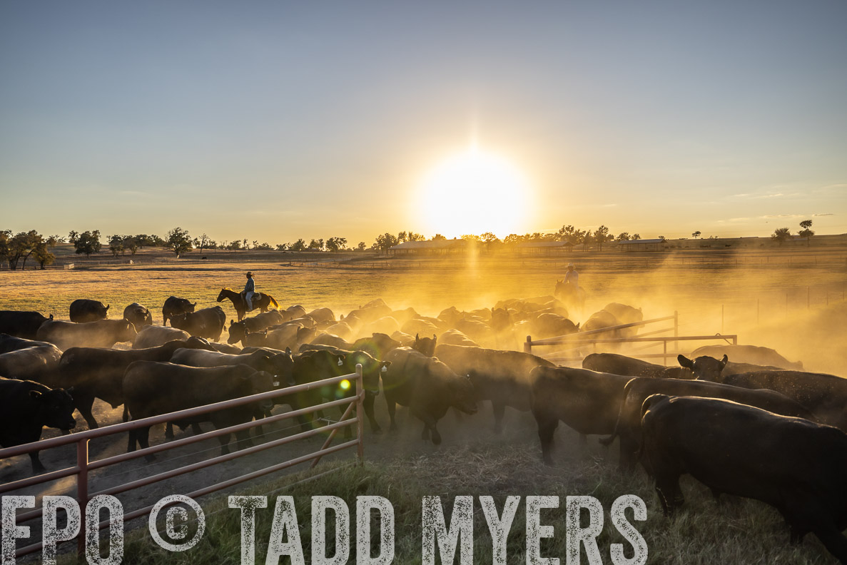 TMyers_FallBullSale_CameronTX_Oct_2024-510923