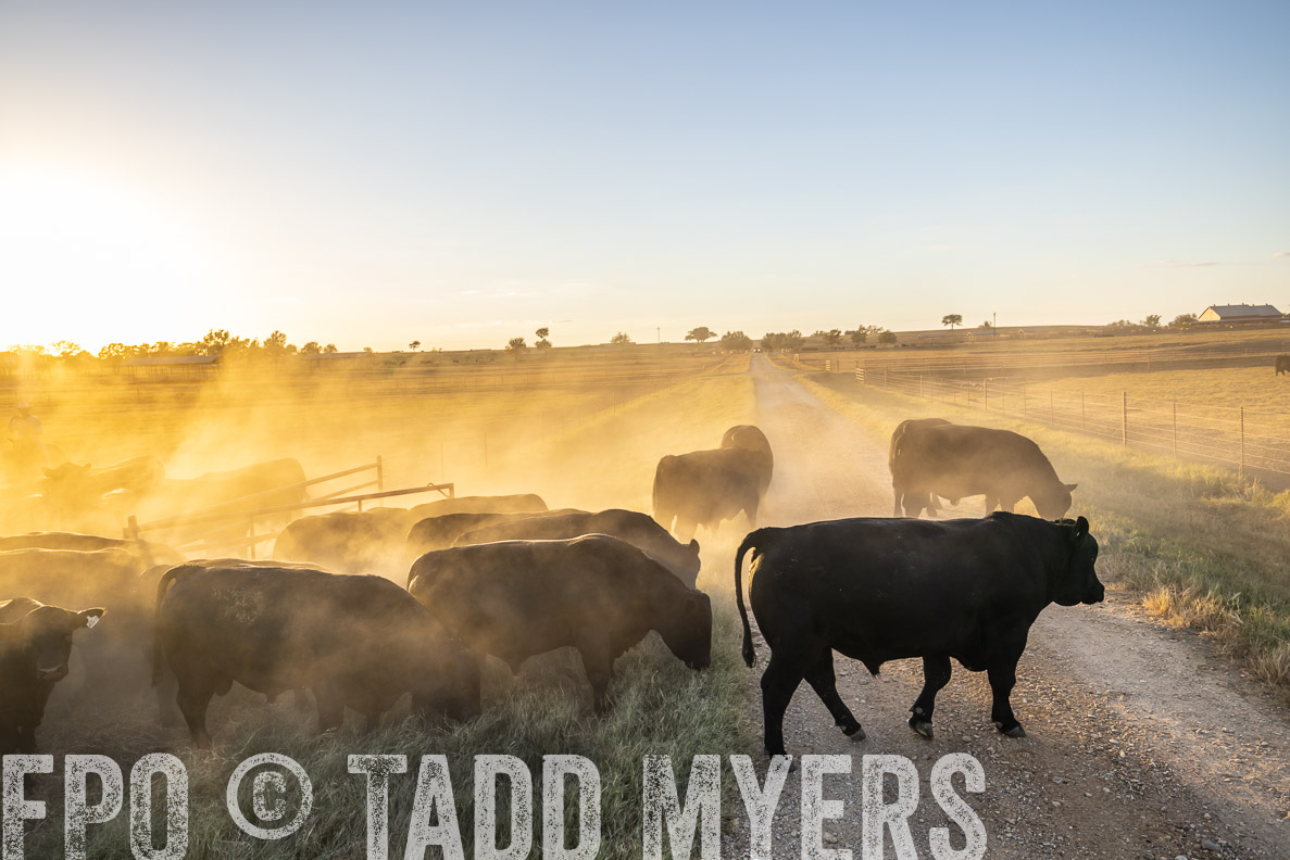 TMyers_FallBullSale_CameronTX_Oct_2024-510934