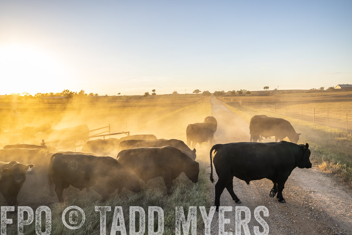 TMyers_FallBullSale_CameronTX_Oct_2024-510935
