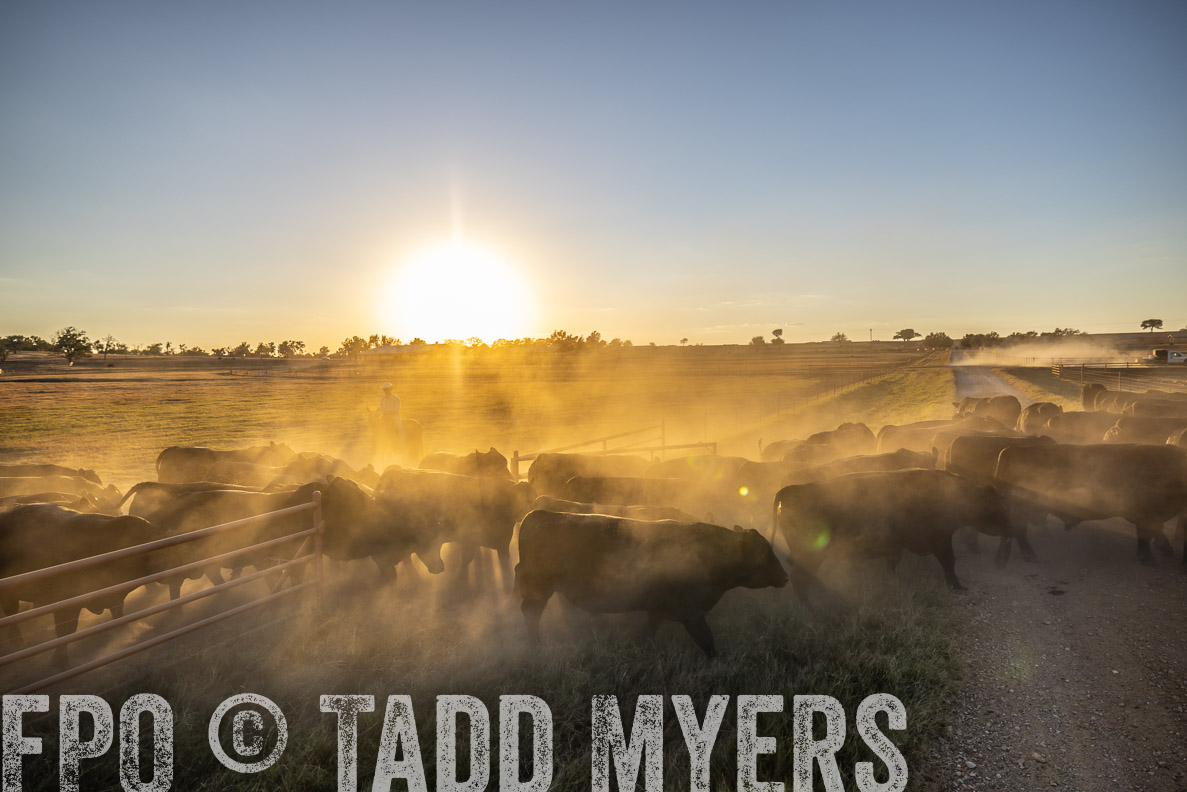 TMyers_FallBullSale_CameronTX_Oct_2024-510970