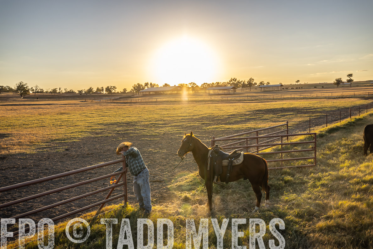 TMyers_FallBullSale_CameronTX_Oct_2024-511074