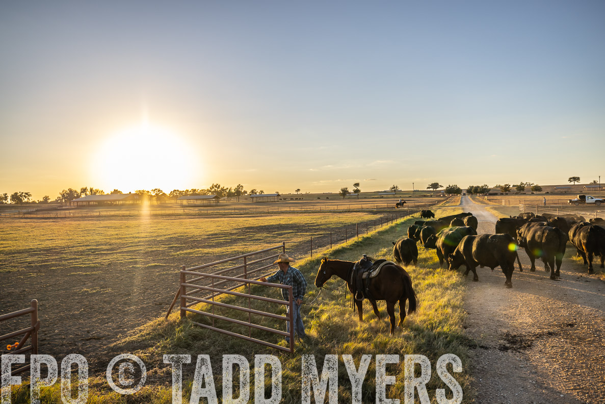 TMyers_FallBullSale_CameronTX_Oct_2024-511091