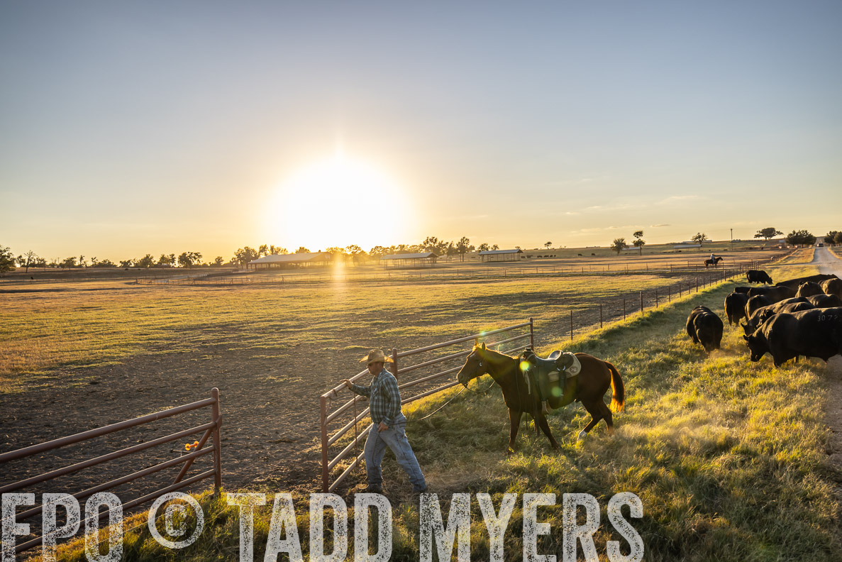 TMyers_FallBullSale_CameronTX_Oct_2024-511097