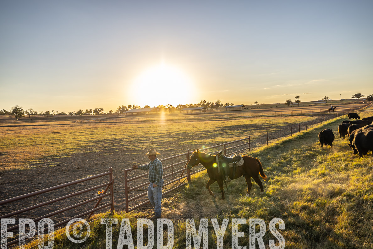 TMyers_FallBullSale_CameronTX_Oct_2024-511099