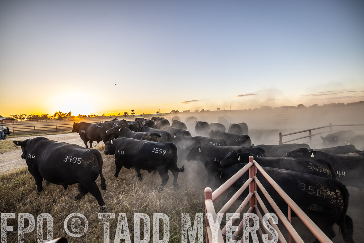 TMyers_FallBullSale_CameronTX_Oct_2024-511186