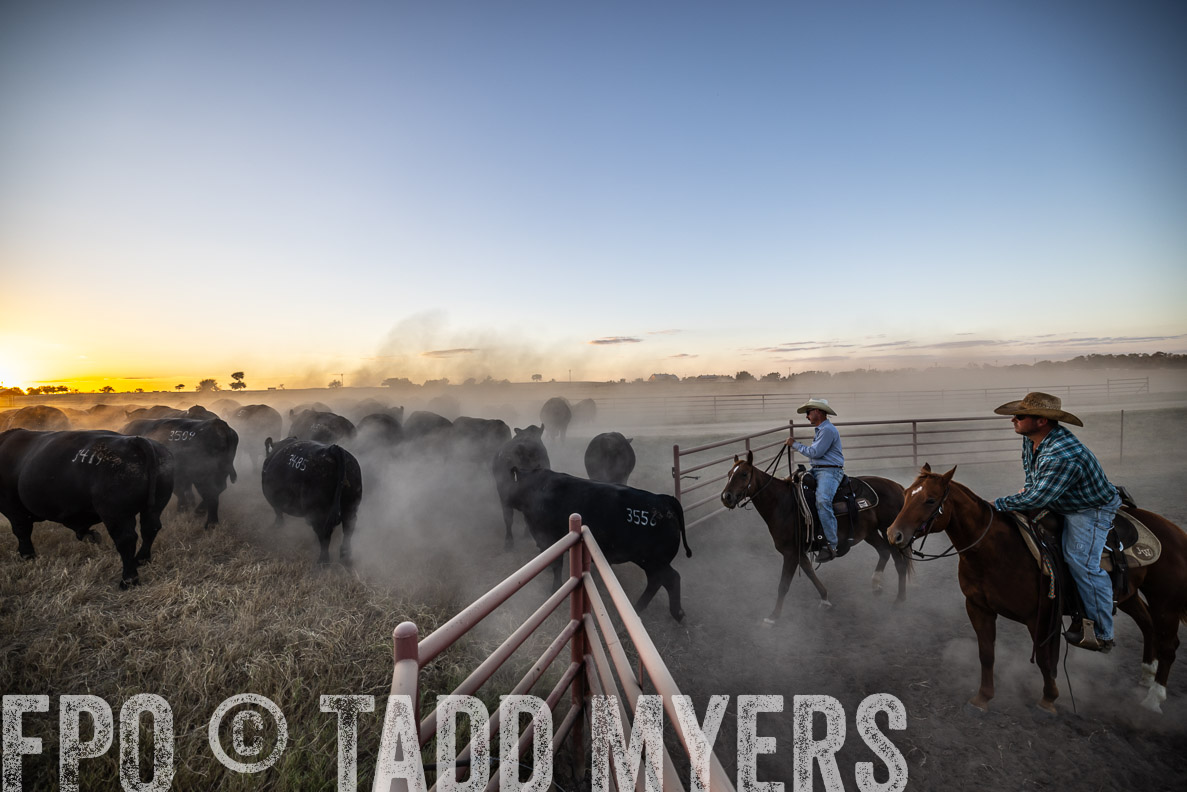 TMyers_FallBullSale_CameronTX_Oct_2024-511217