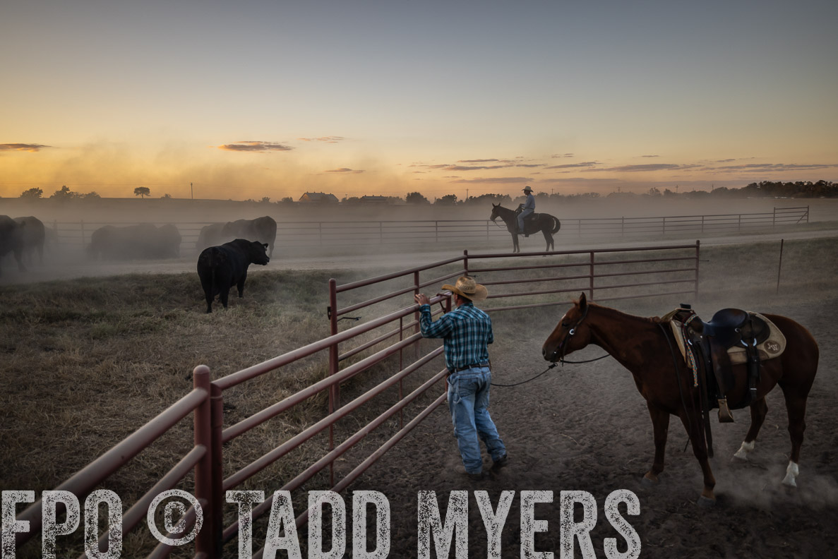 TMyers_FallBullSale_CameronTX_Oct_2024-511243