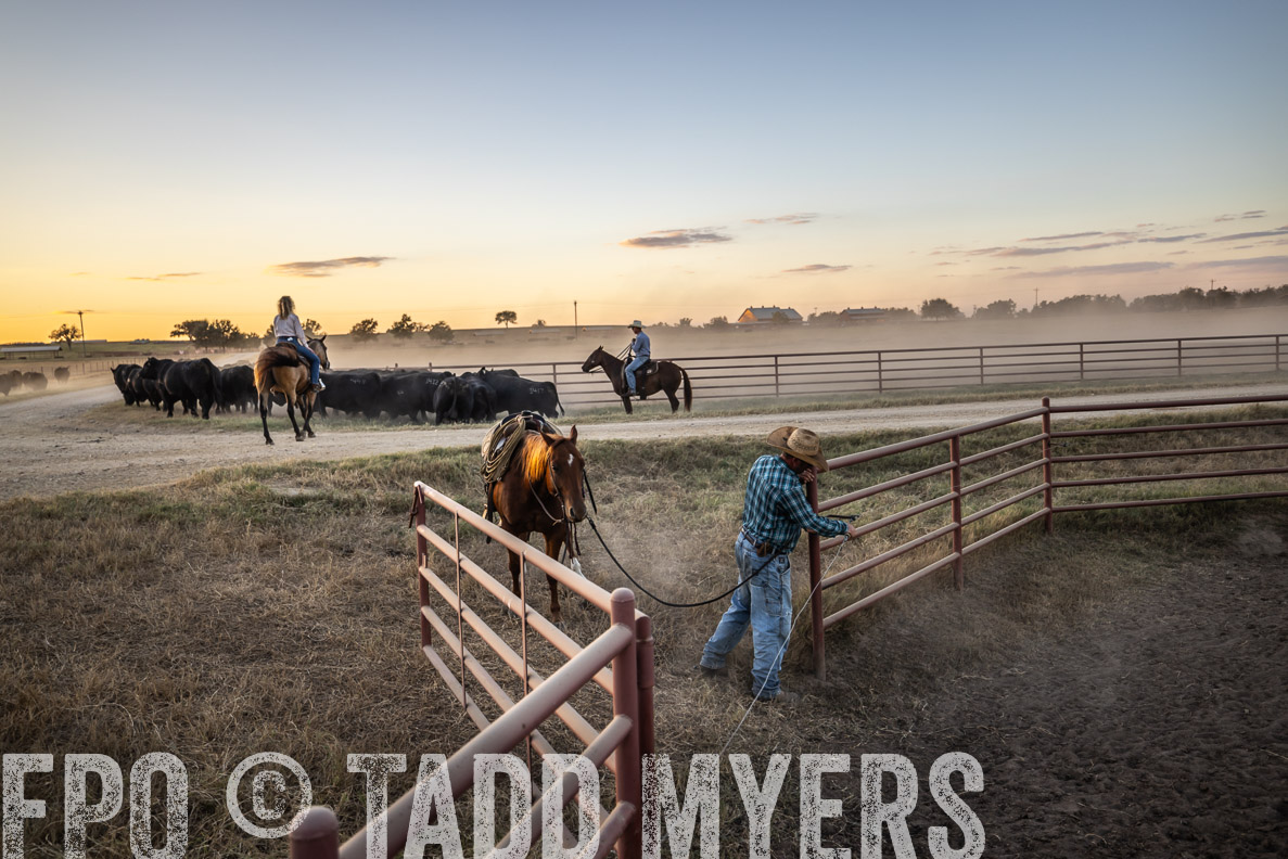 TMyers_FallBullSale_CameronTX_Oct_2024-511256