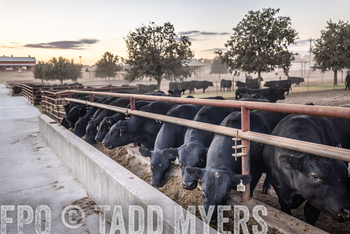 TMyers_FallBullSale_CameronTX_Oct_2024-511283