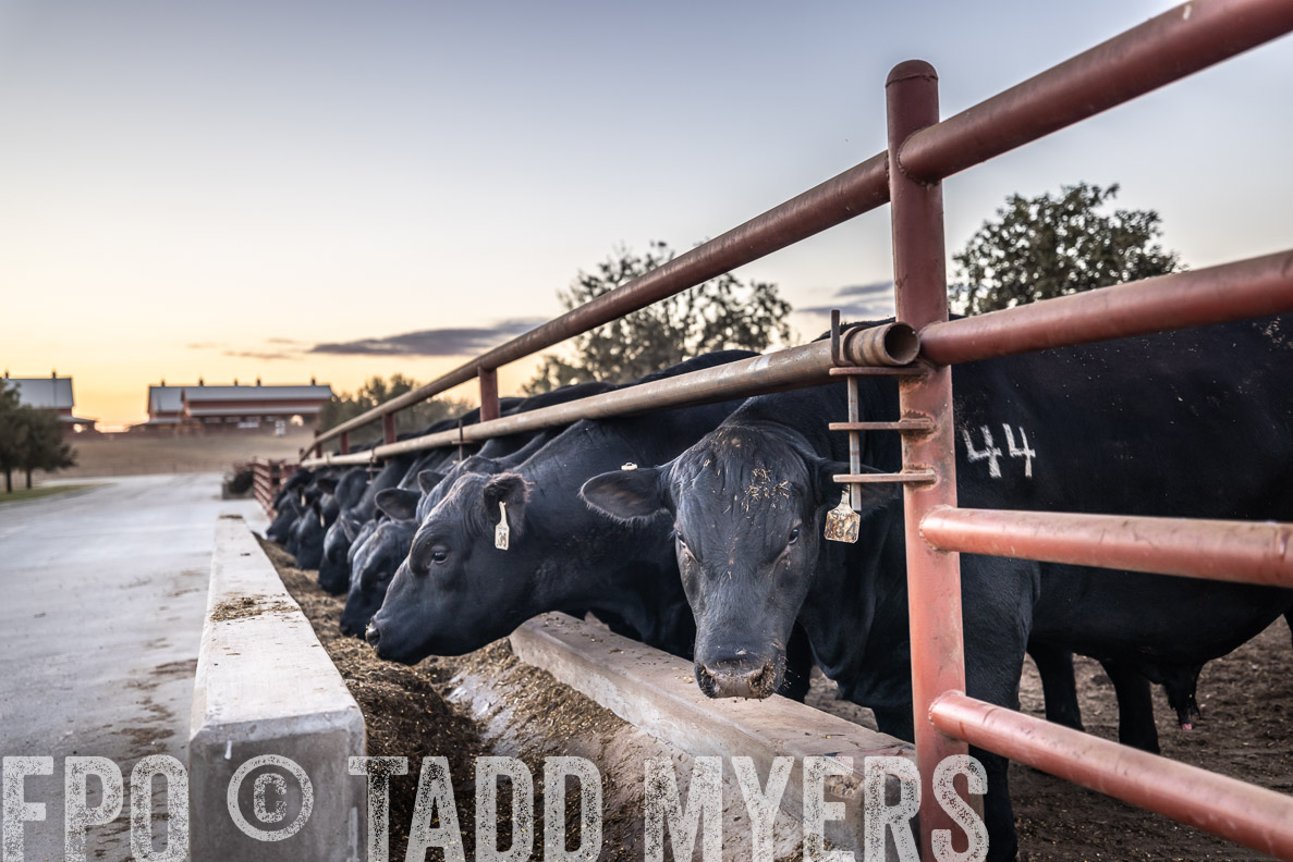 TMyers_FallBullSale_CameronTX_Oct_2024-511286