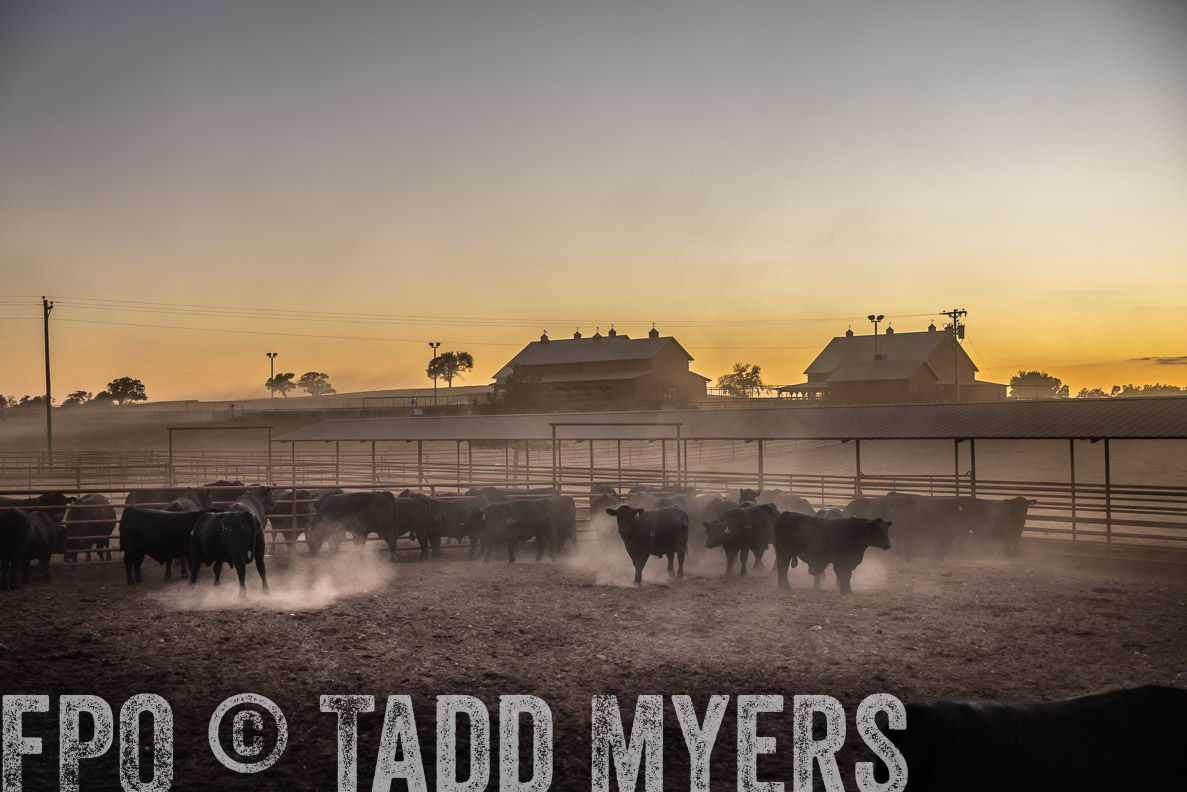 TMyers_FallBullSale_CameronTX_Oct_2024-511312