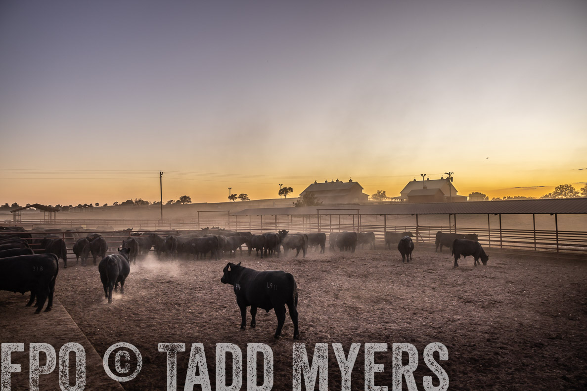 TMyers_FallBullSale_CameronTX_Oct_2024-511331