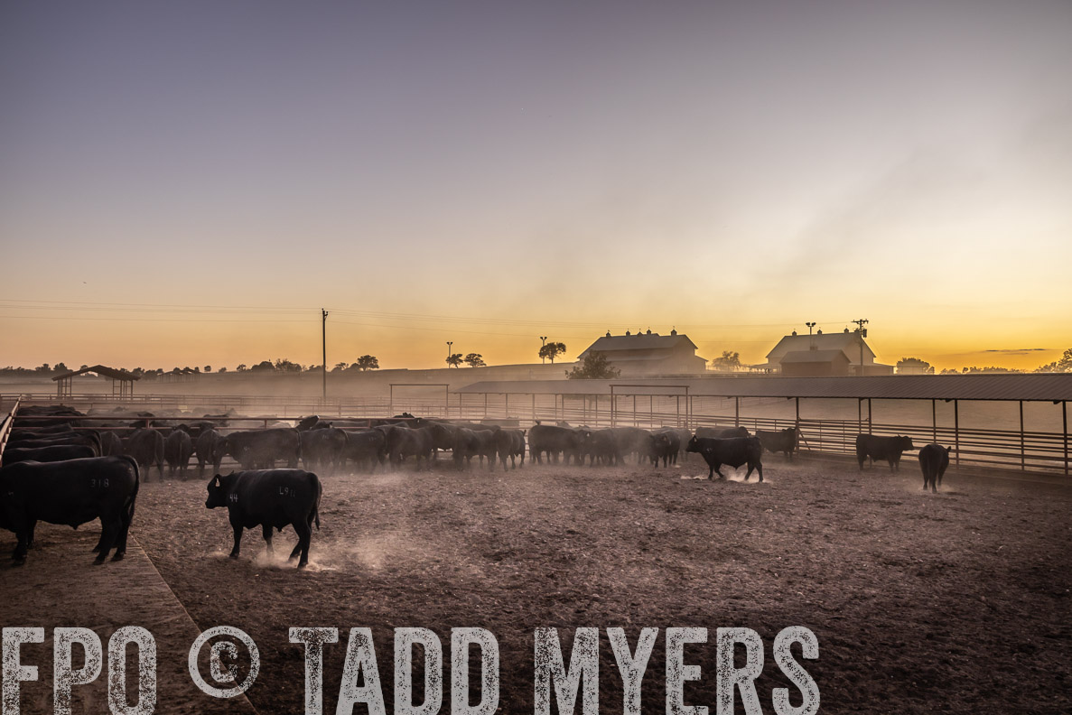 TMyers_FallBullSale_CameronTX_Oct_2024-511345