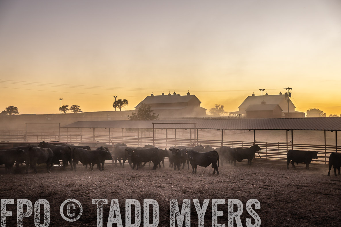 TMyers_FallBullSale_CameronTX_Oct_2024-511356