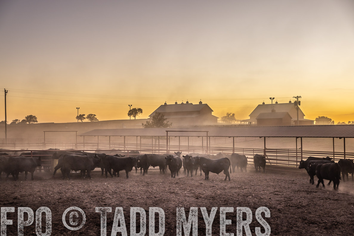 TMyers_FallBullSale_CameronTX_Oct_2024-511361