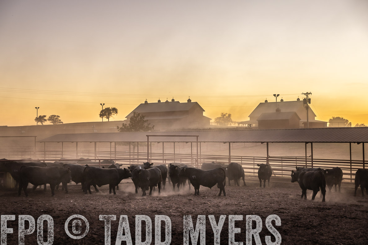 TMyers_FallBullSale_CameronTX_Oct_2024-511370