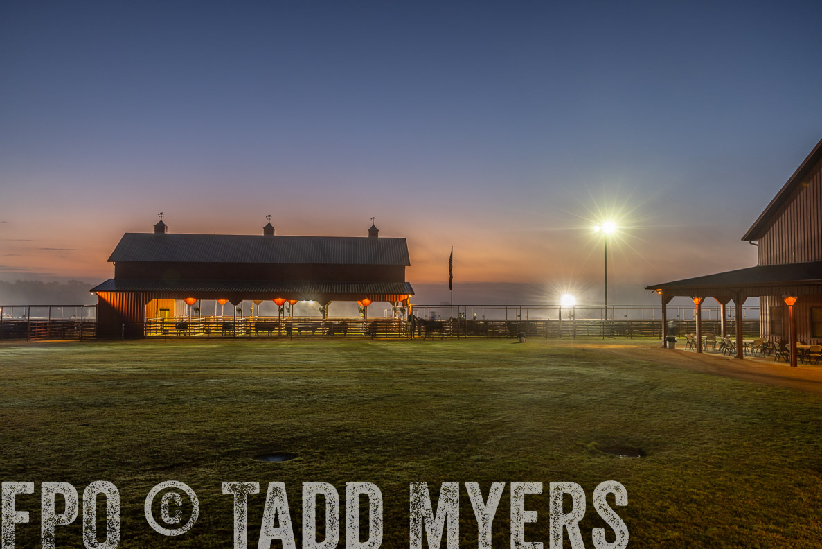 TMyers_FallBullSale_CameronTX_Oct_2024-511439