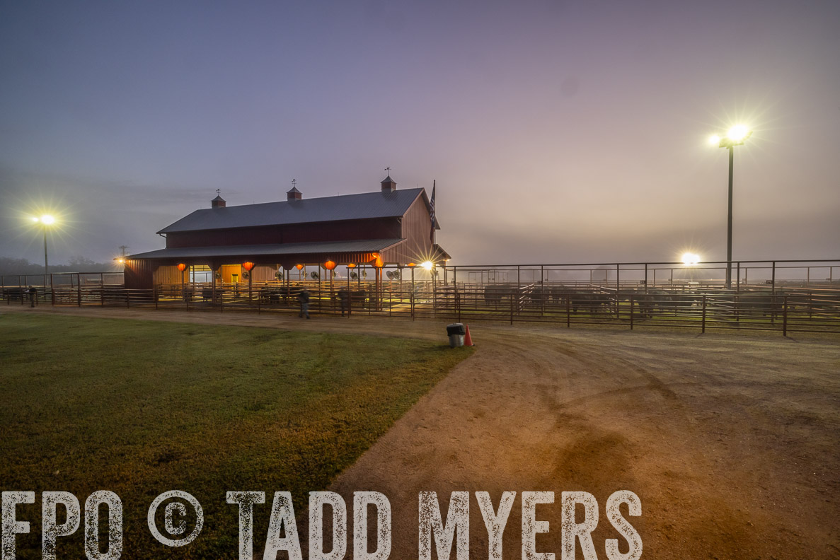 TMyers_FallBullSale_CameronTX_Oct_2024-511517
