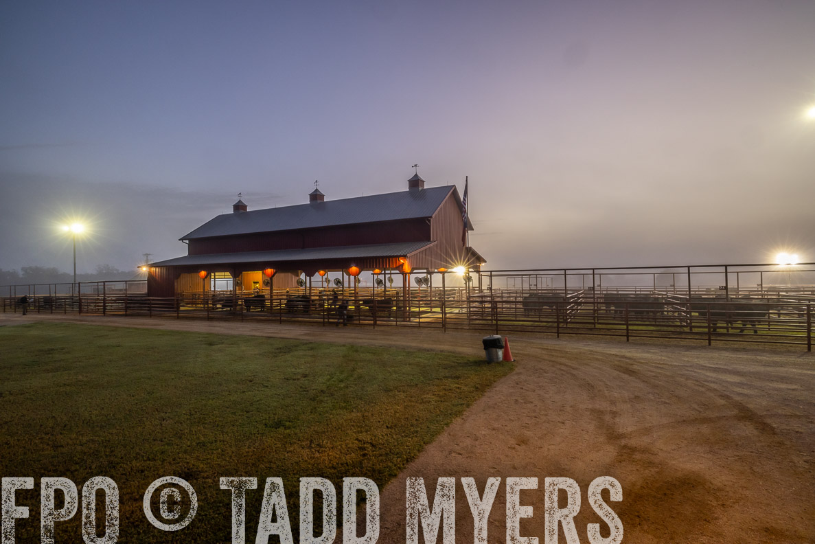 TMyers_FallBullSale_CameronTX_Oct_2024-511535