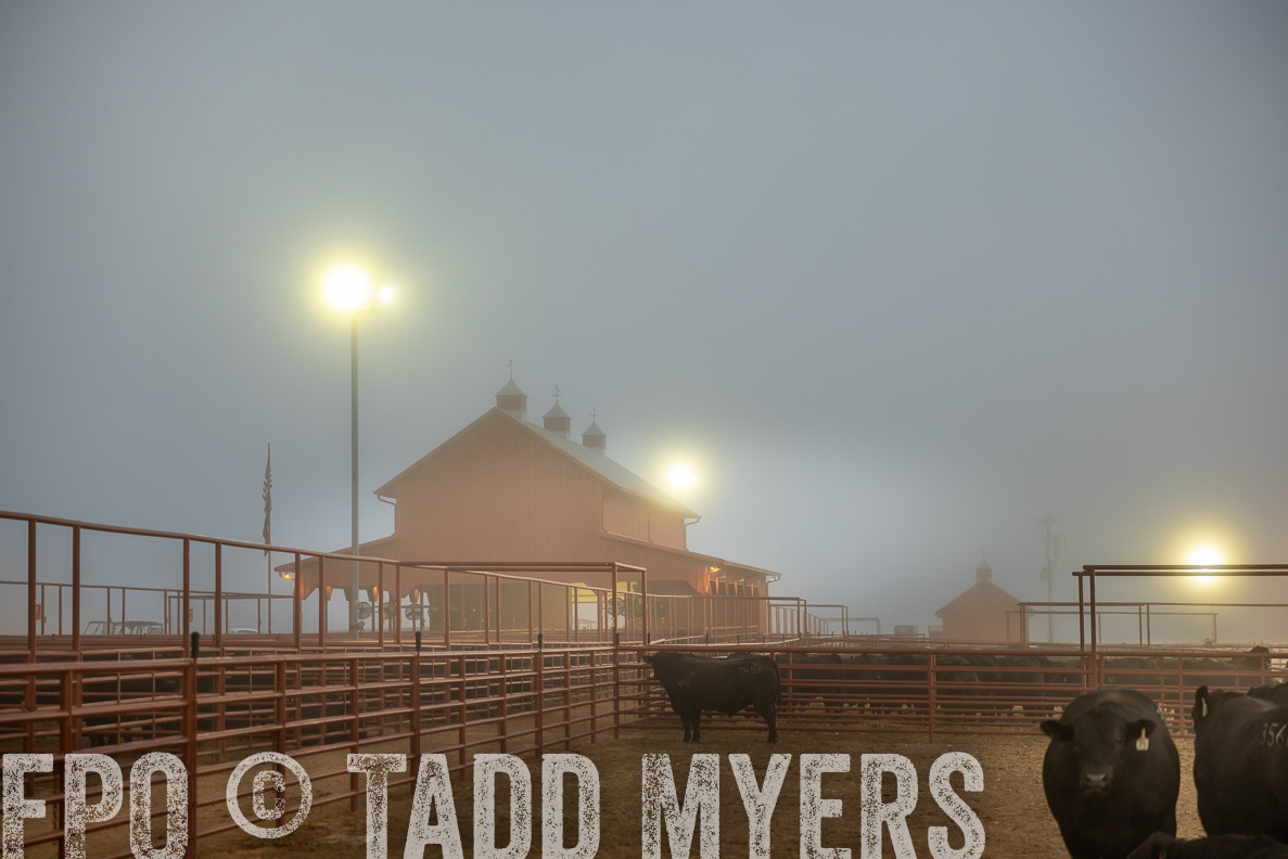 TMyers_FallBullSale_CameronTX_Oct_2024-511542