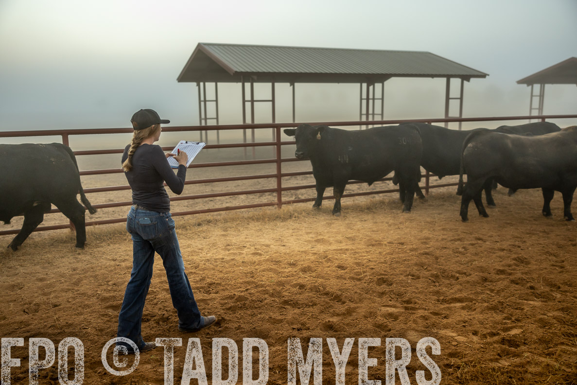 TMyers_FallBullSale_CameronTX_Oct_2024-511560