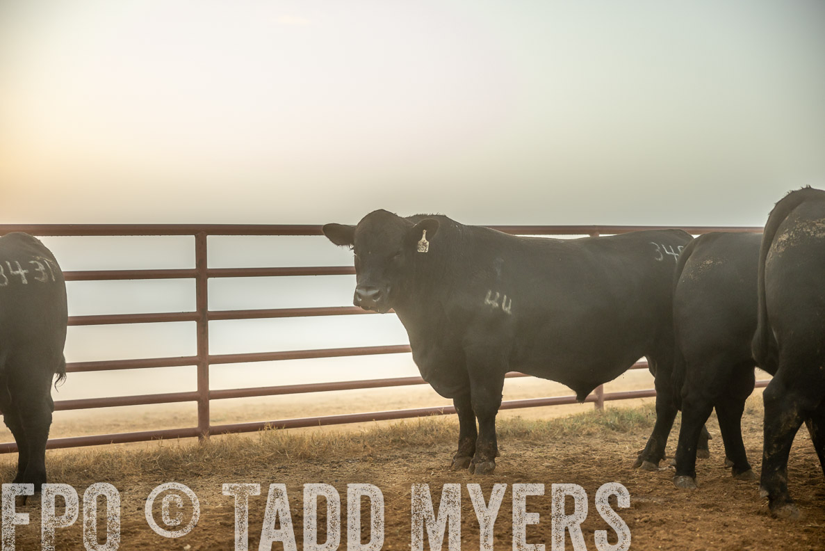 TMyers_FallBullSale_CameronTX_Oct_2024-511583