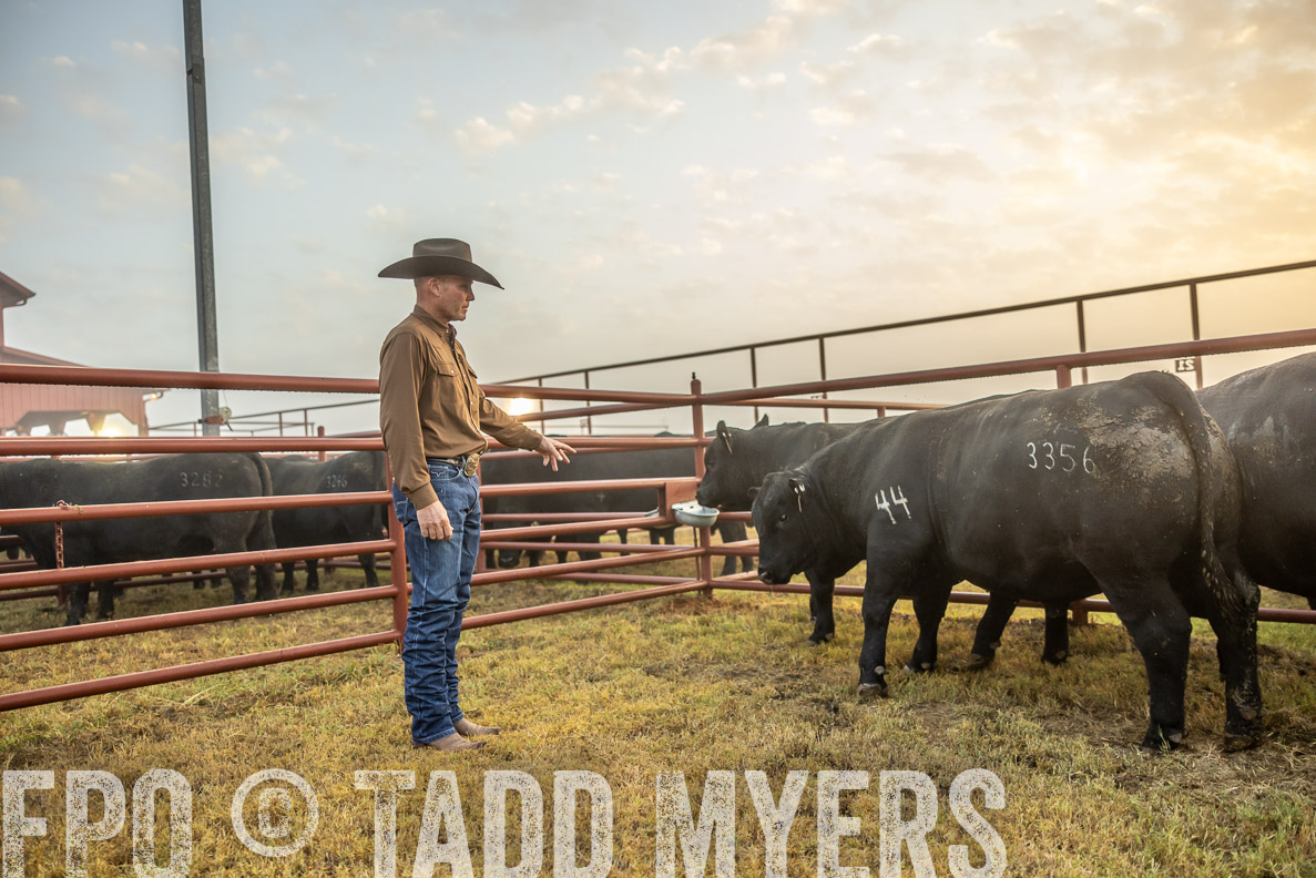 TMyers_FallBullSale_CameronTX_Oct_2024-511622