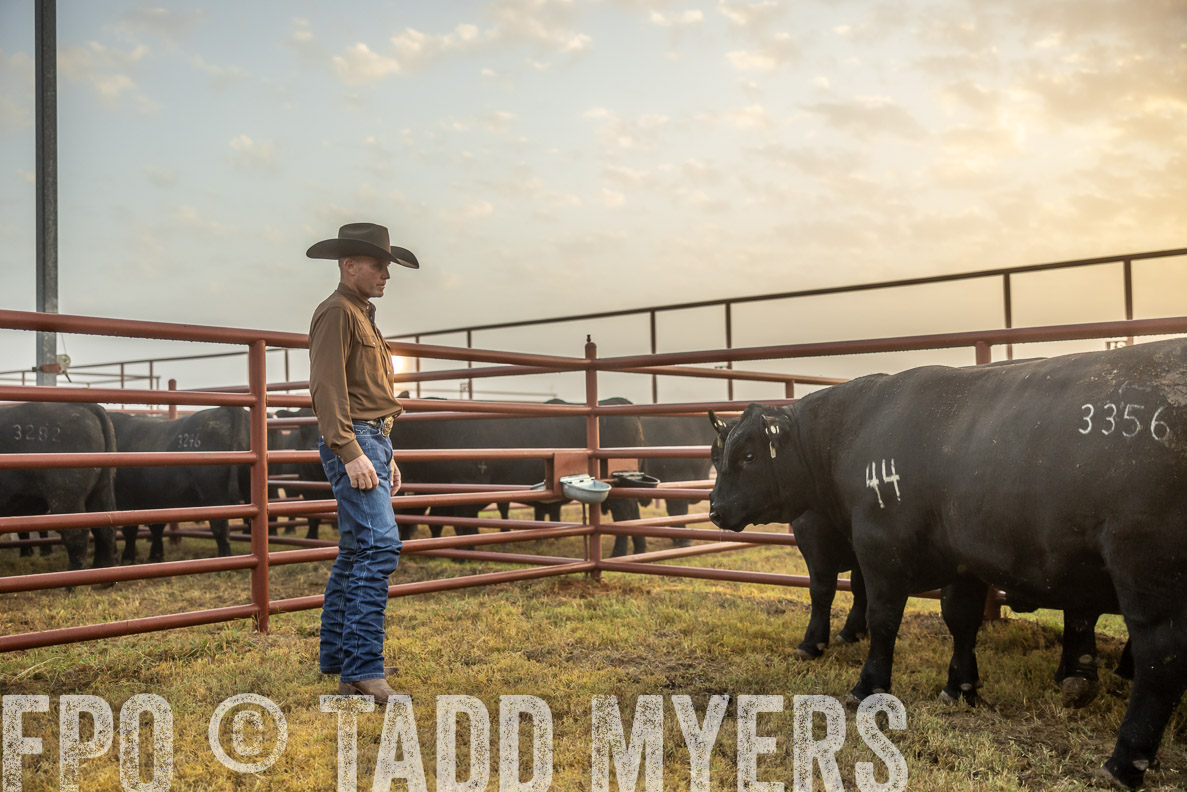 TMyers_FallBullSale_CameronTX_Oct_2024-511625