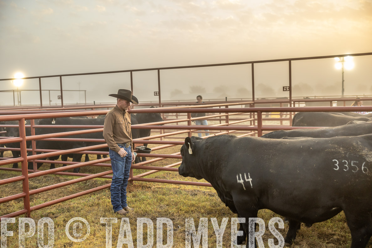 TMyers_FallBullSale_CameronTX_Oct_2024-511631