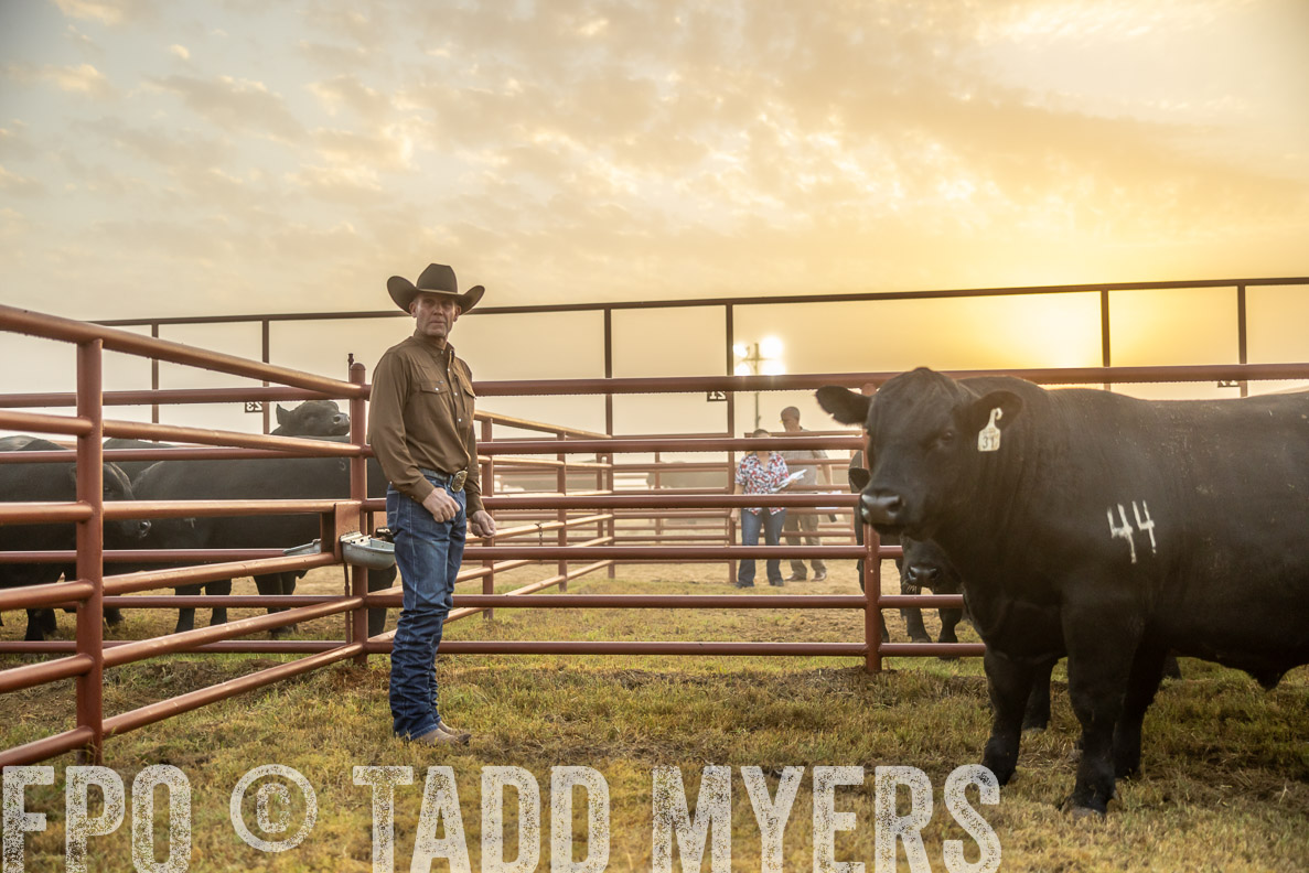 TMyers_FallBullSale_CameronTX_Oct_2024-511641
