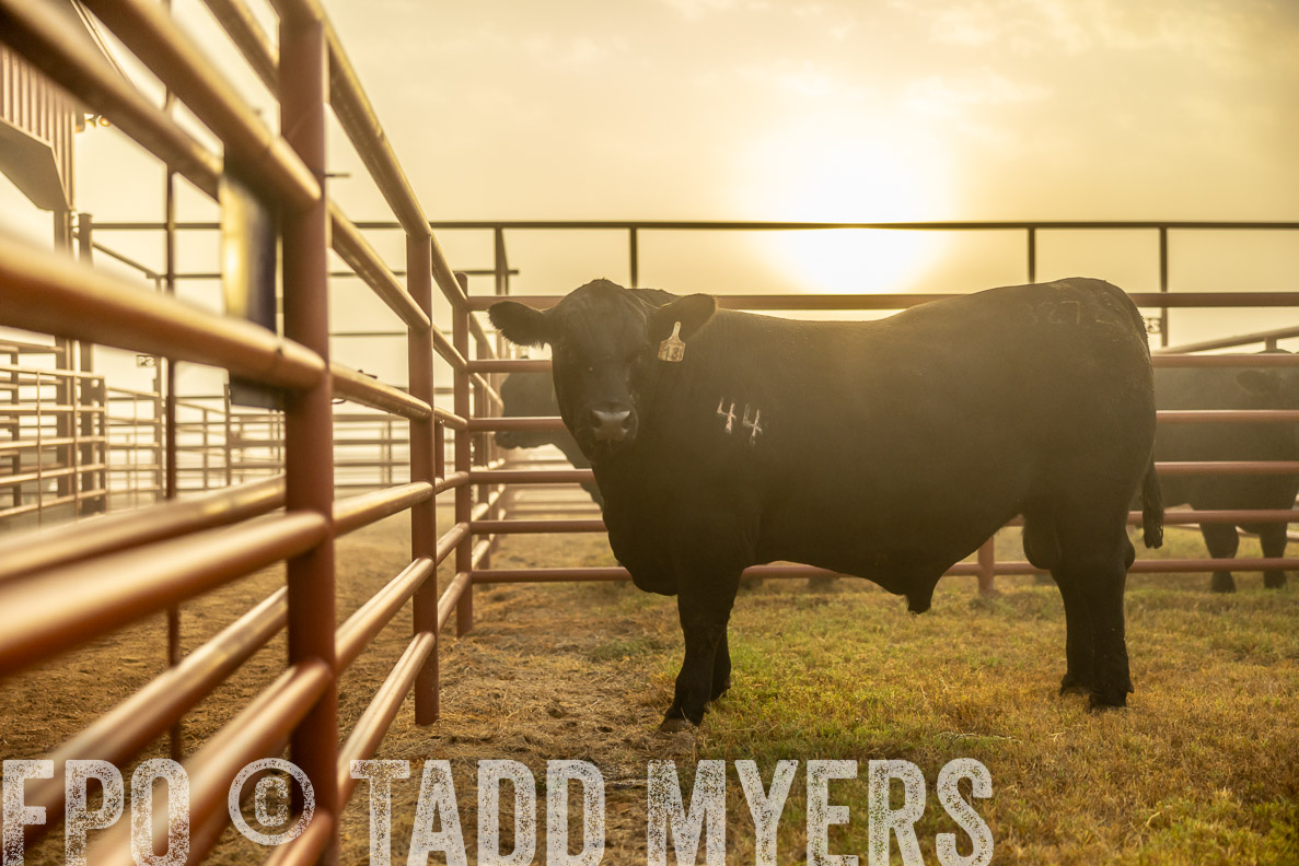 TMyers_FallBullSale_CameronTX_Oct_2024-511899