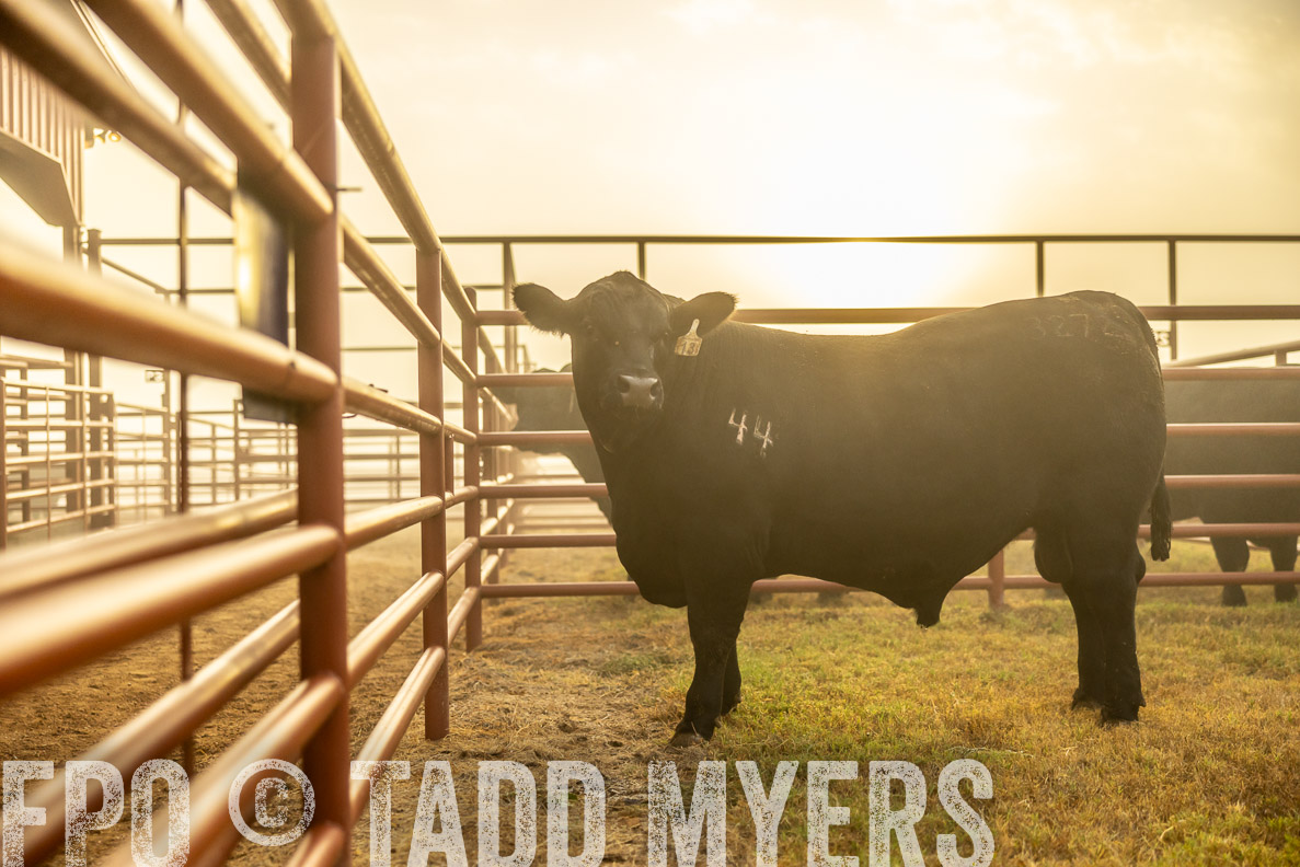 TMyers_FallBullSale_CameronTX_Oct_2024-511902